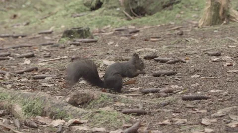 European squirrel in a German forest Stock Footage 161595161