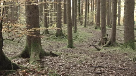 European squirrel in a German forest Stock Footage 161595164