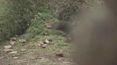 European squirrel in a German forest Stock Footage 161595205