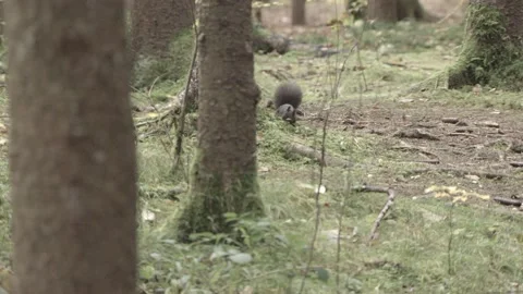 European squirrel in a German forest Stock Footage 161595233