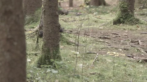 European squirrel in a German forest Stock Footage 161595253