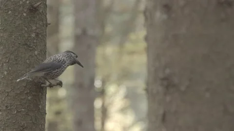 European squirrel in a German forest Stock Footage 161595284