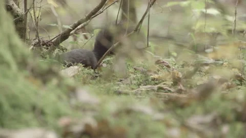 European squirrel in a German forest Stock Footage 161595348