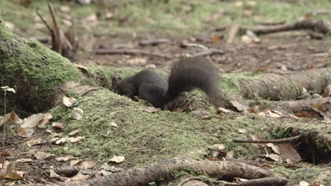European squirrel in a German forest Stock Footage 161595372