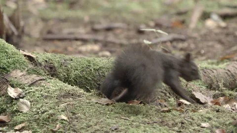 European squirrel in a German forest Stock Footage 161595391
