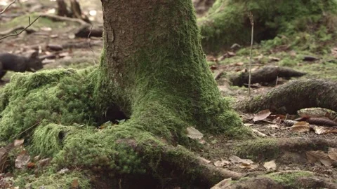 European squirrel in a German forest Stock Footage 161595423