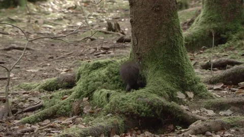 European squirrel in a German forest Stock Footage 161595497