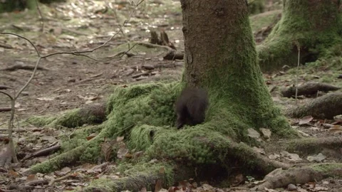 European squirrel in a German forest Stock Footage 161595501