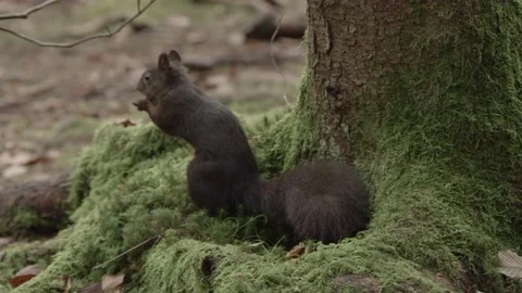 European squirrel in a German forest Stock Footage 161595516