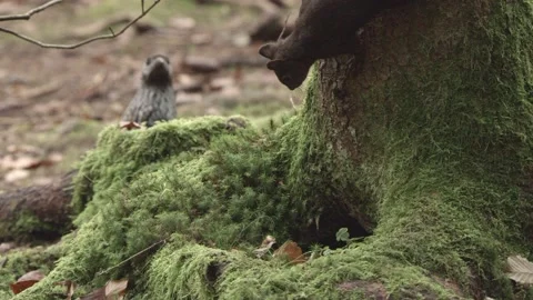 European squirrel in a German forest Stock Footage 161595537