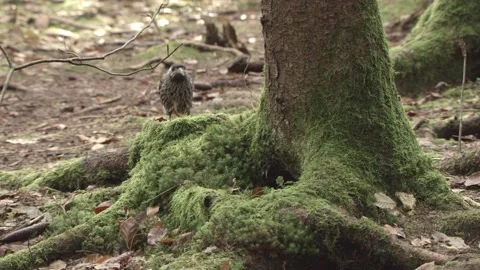 European squirrel in a German forest Stock Footage 161595575