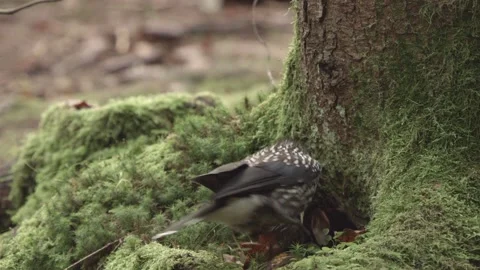 European squirrel in a German forest Stock Footage 161595614