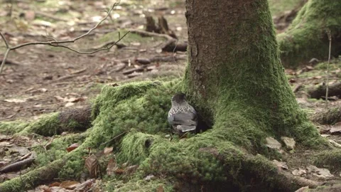 European squirrel in a German forest Stock Footage 161595616