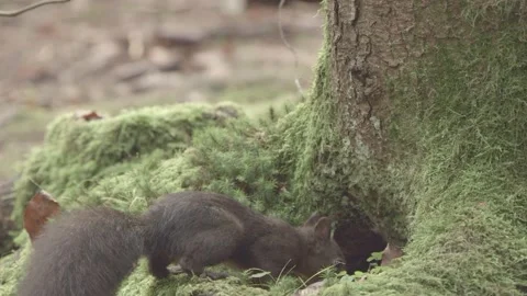 European squirrel in a German forest Stock Footage 161595663