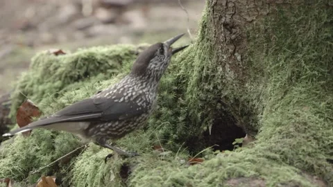 European squirrel in a German forest Stock Footage 161595668