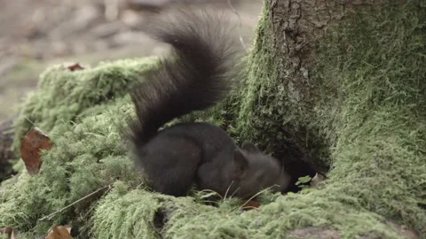 European squirrel in a German forest Stock Footage 161595691