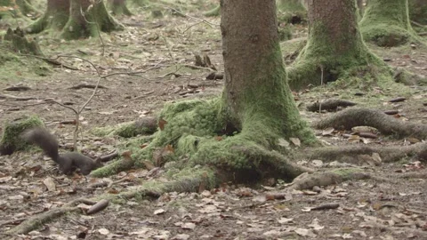 European squirrel in a German forest Stock Footage 161595706