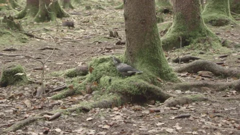 European squirrel in a German forest Stock Footage 161595754