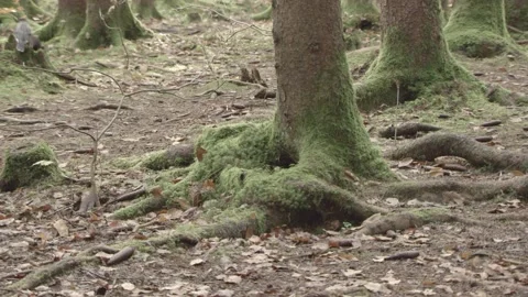 European squirrel in a German forest Stock Footage 161595867