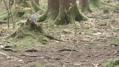 European squirrel in a German forest Stock Footage 161595881
