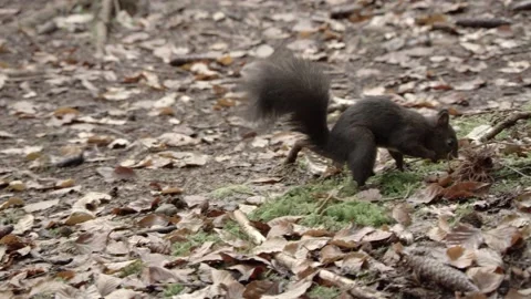 European squirrel in a German forest Stock Footage 161595886