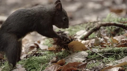 European squirrel in a German forest Stock Footage 161595902