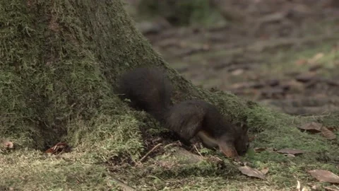 European squirrel in a German forest Stock Footage 161596092