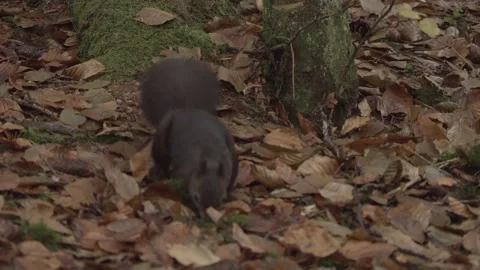 European squirrel in a German forest Stock Footage 161596133
