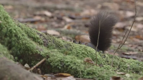European squirrel in a German forest Stock Footage 161596137
