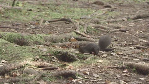 European squirrel in a German forest Stock Footage 161596182