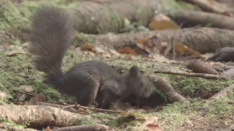 European squirrel in a German forest Stock Footage 161596219