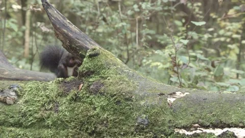 European squirrel in a German forest Stock Footage 161596429