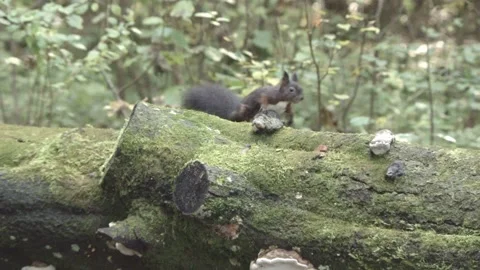European squirrel in a German forest Stock Footage 161596432