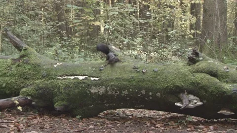 European squirrel in a German forest Stock Footage 161596482