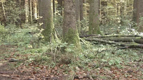 European squirrel in a German forest Stock Footage 161596488