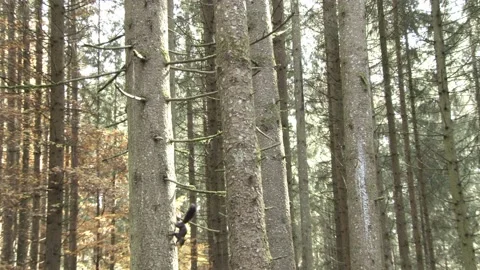 European squirrel in a German forest Stock Footage 161596501