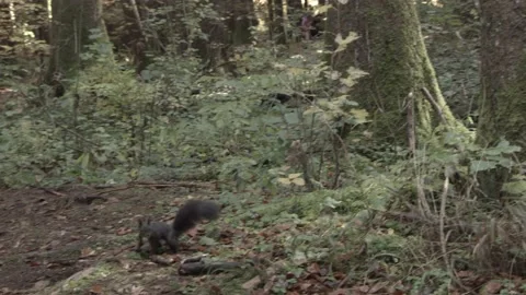 European squirrel in a German forest Stock Footage 161596515