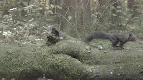 European squirrel in a German forest Stock Footage 161596526