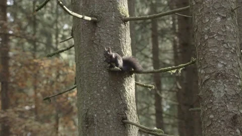 European squirrel in a German forest Stock Footage 161596550
