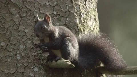 European squirrel in a German forest Stock Footage 161596567