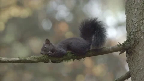 European squirrel in a German forest Stock Footage 161596601