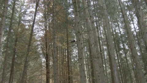 European squirrel in a German forest Stock Footage 161596618