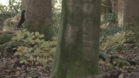 European squirrel in a German forest Stock Footage 161596621
