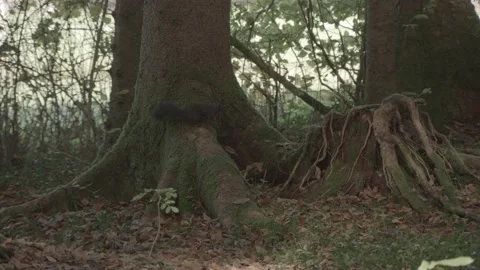 European squirrel in a German forest Stock Footage 161596643