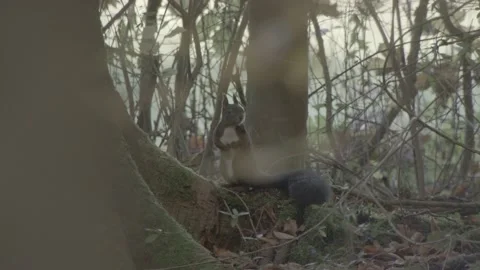 European squirrel in a German forest Stock Footage 161596671