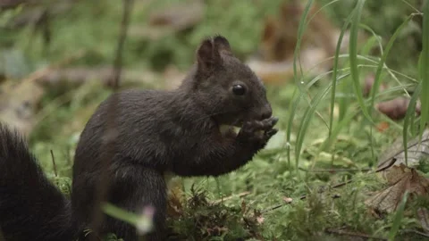 European squirrel in a German forest Stock Footage 161599626