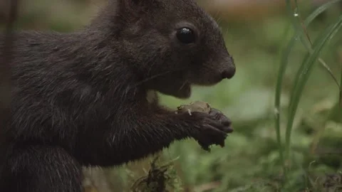 European squirrel in a German forest Stock Footage 161599661