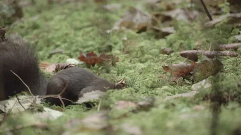 European squirrel in a German forest Stock Footage 161599668