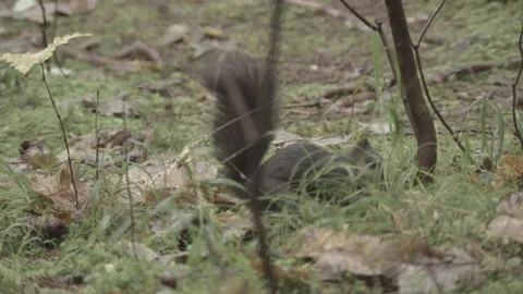 European squirrel in a German forest Stock Footage 161599698