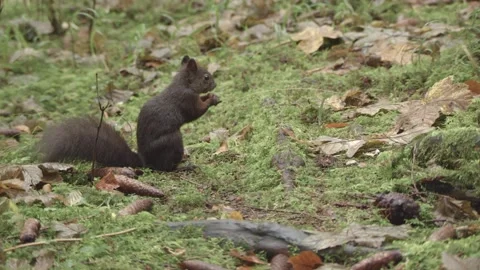 European squirrel in a German forest Stock Footage 161599712